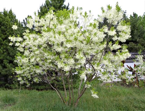 pennsylvania native flowering trees.